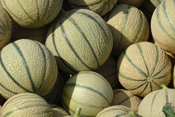 Melon 500g